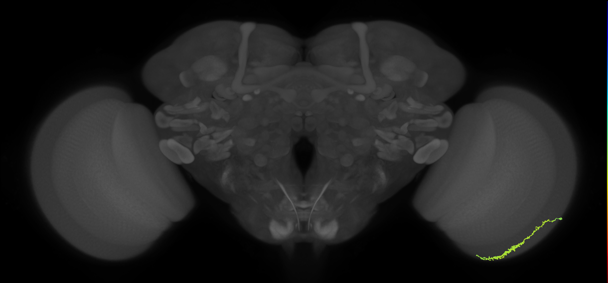 Dm3c_R (MaleCNS:89283)