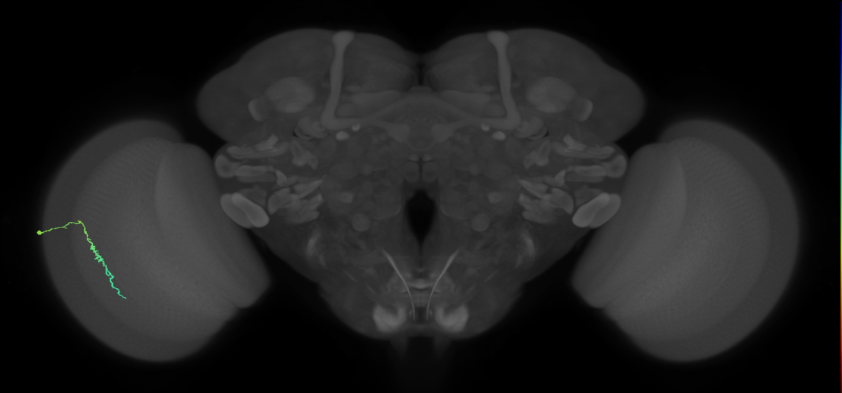 Dm3c_L (MaleCNS:532259)