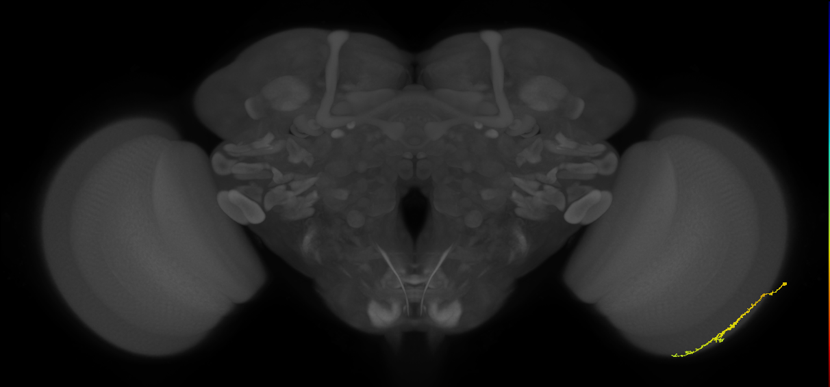 Dm3c_R (MaleCNS:108621)