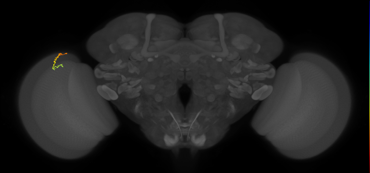 Dm3c_L (MaleCNS:543157)