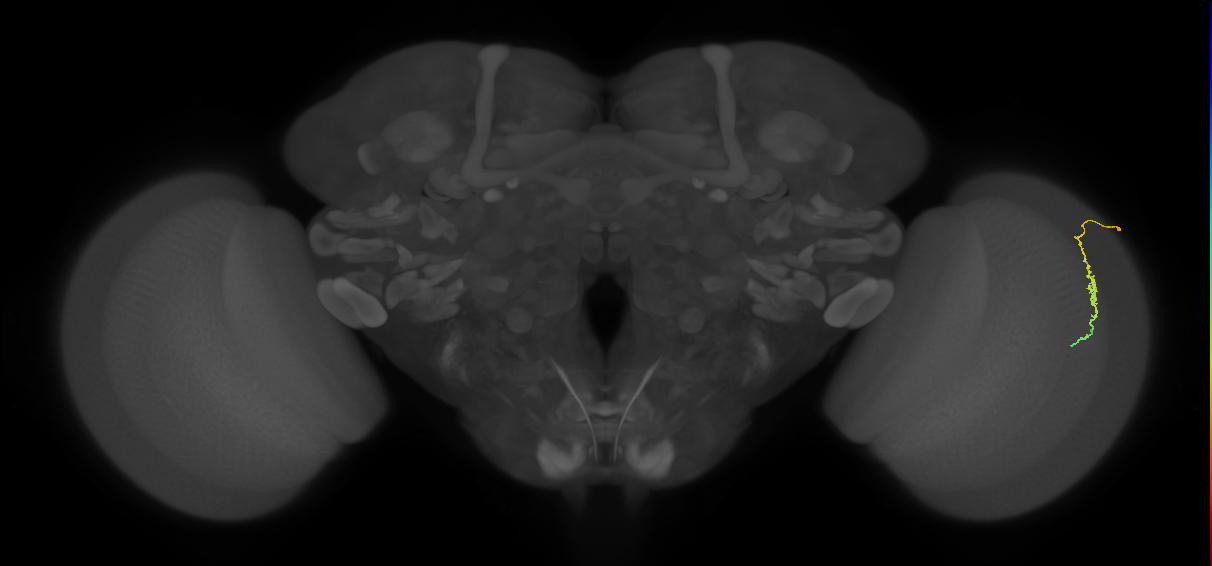 Dm3c_R (MaleCNS:131851)