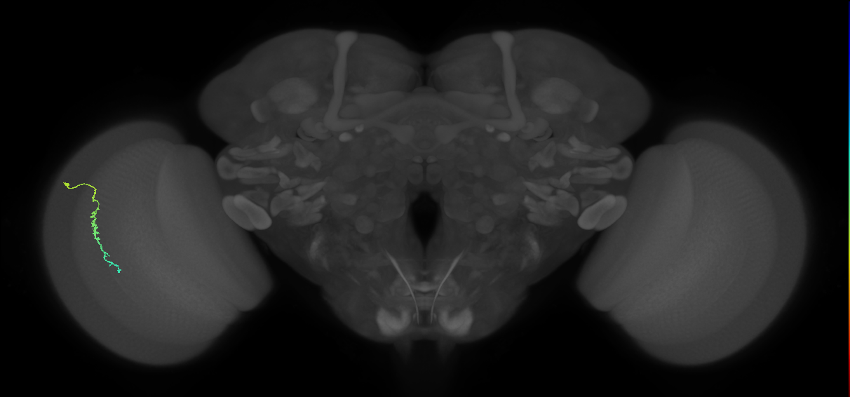 Dm3c_L (MaleCNS:551708)