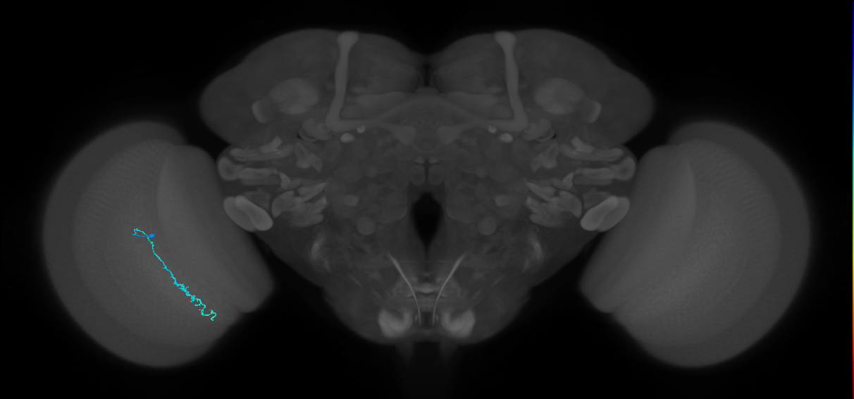 Dm3c_L (MaleCNS:535864)