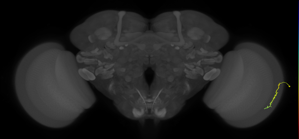 Dm3c_R (MaleCNS:163895)