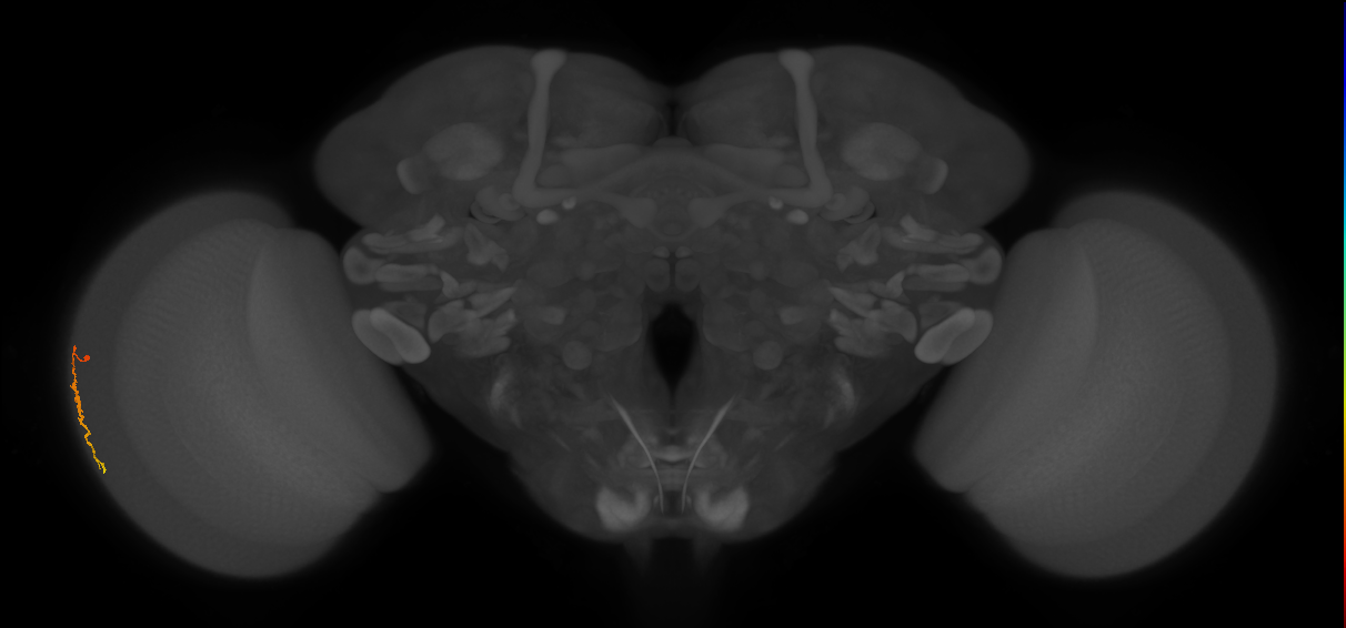Dm3c_L (MaleCNS:564624)