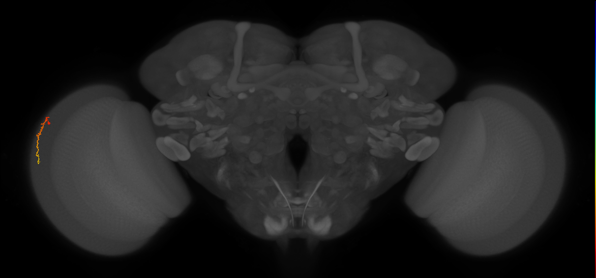 Dm3c_L (MaleCNS:159264)