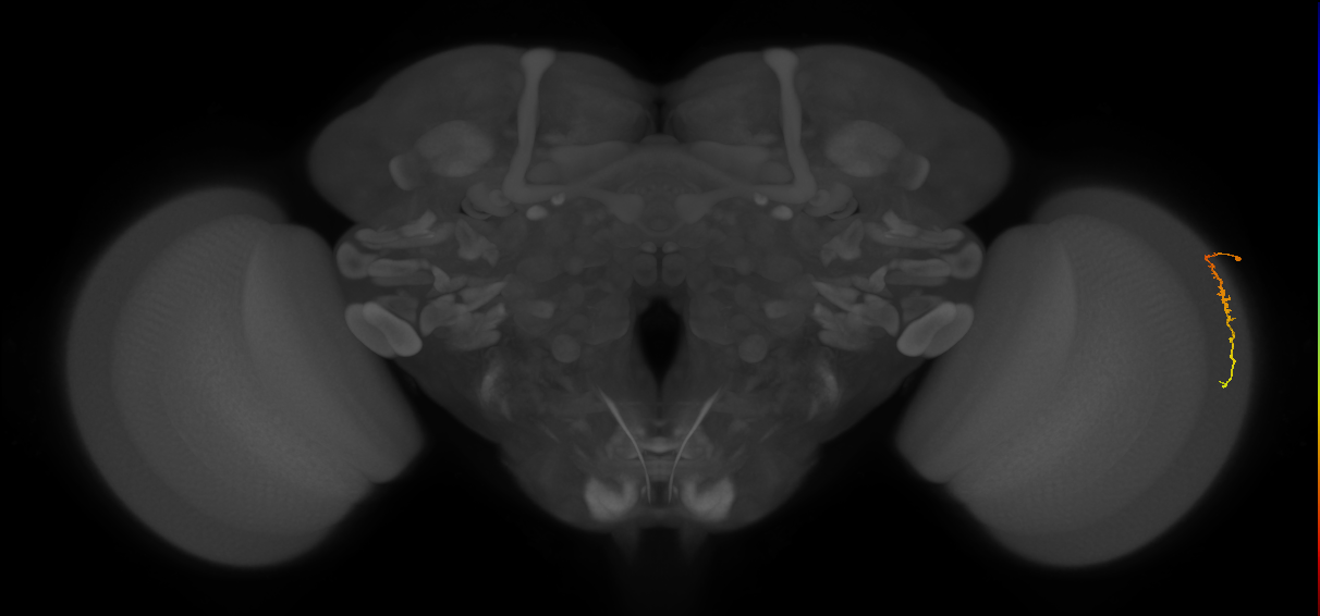 Dm3c_R (MaleCNS:146732)