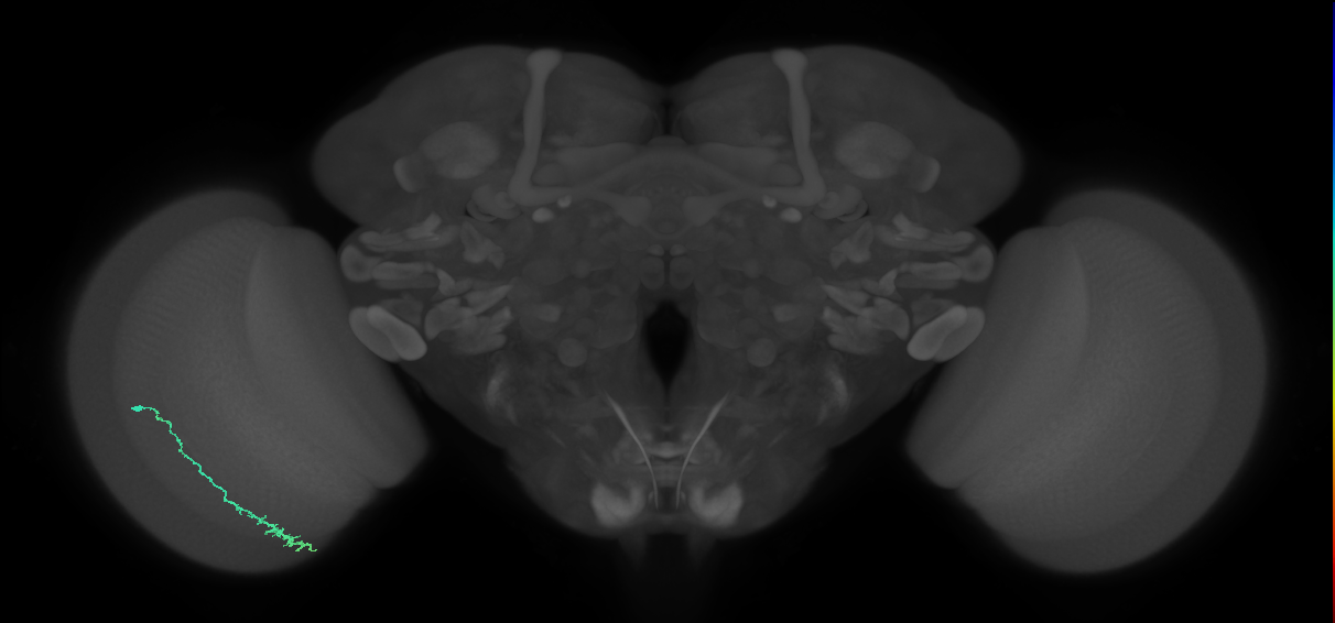 Dm3c_L (MaleCNS:86228)