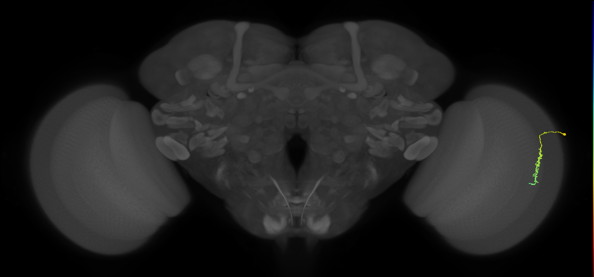 Dm3c_R (MaleCNS:133648)