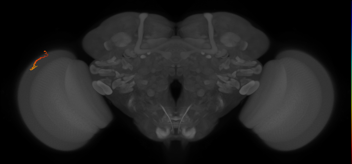 Dm3c_L (MaleCNS:89848)