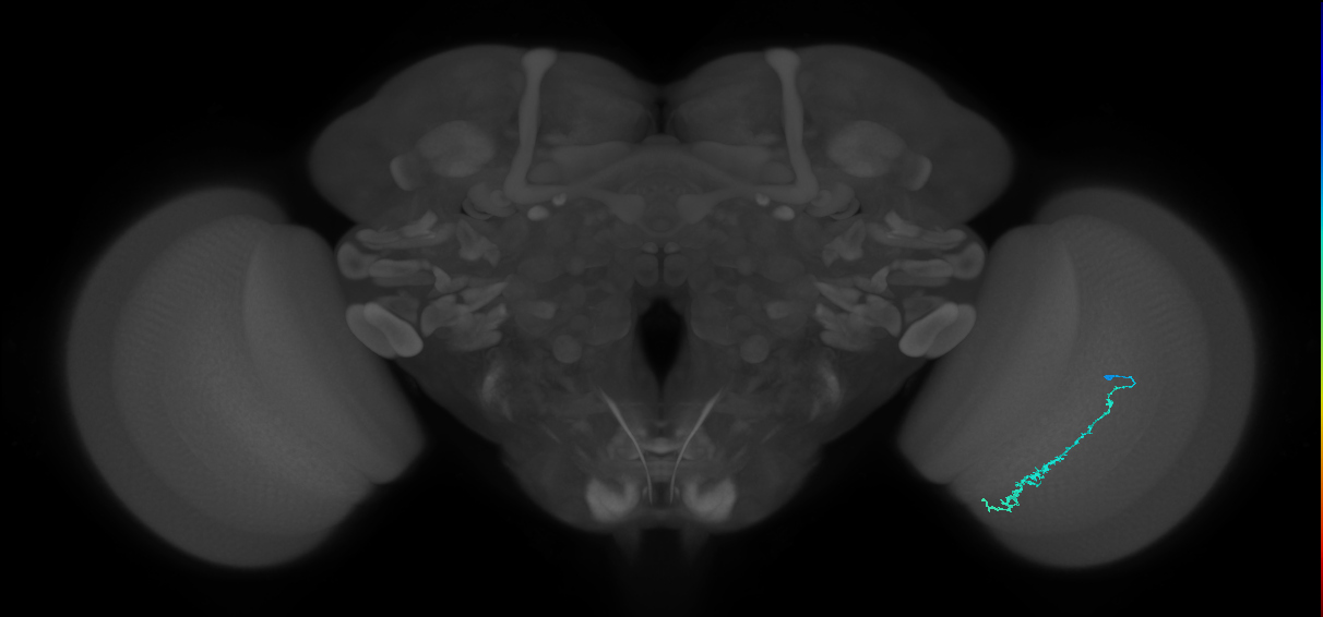 Dm3c_R (MaleCNS:130840)