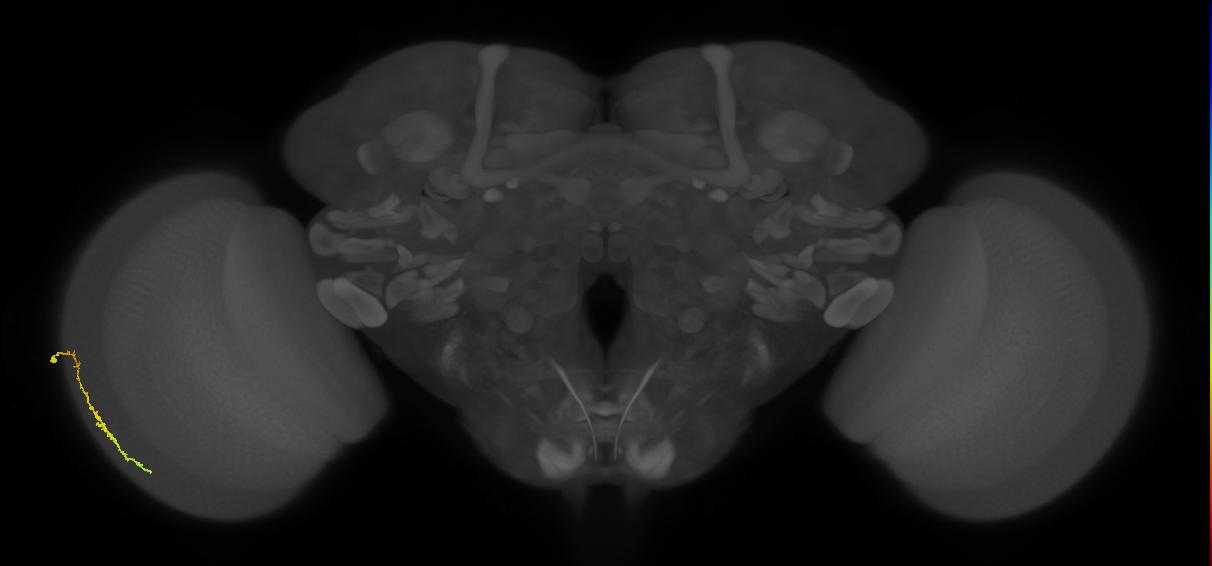 Dm3c_L (MaleCNS:120932)