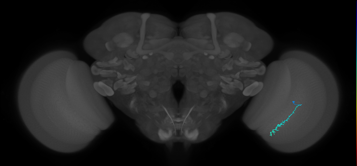 Dm3c_R (MaleCNS:143076)
