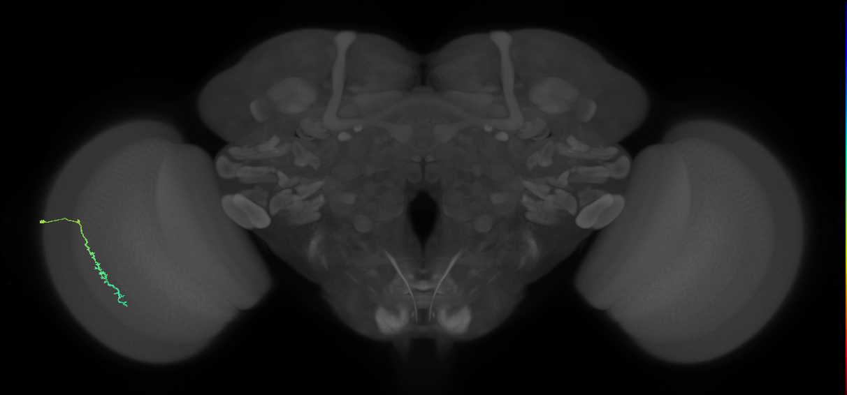 Dm3c_L (MaleCNS:525636)