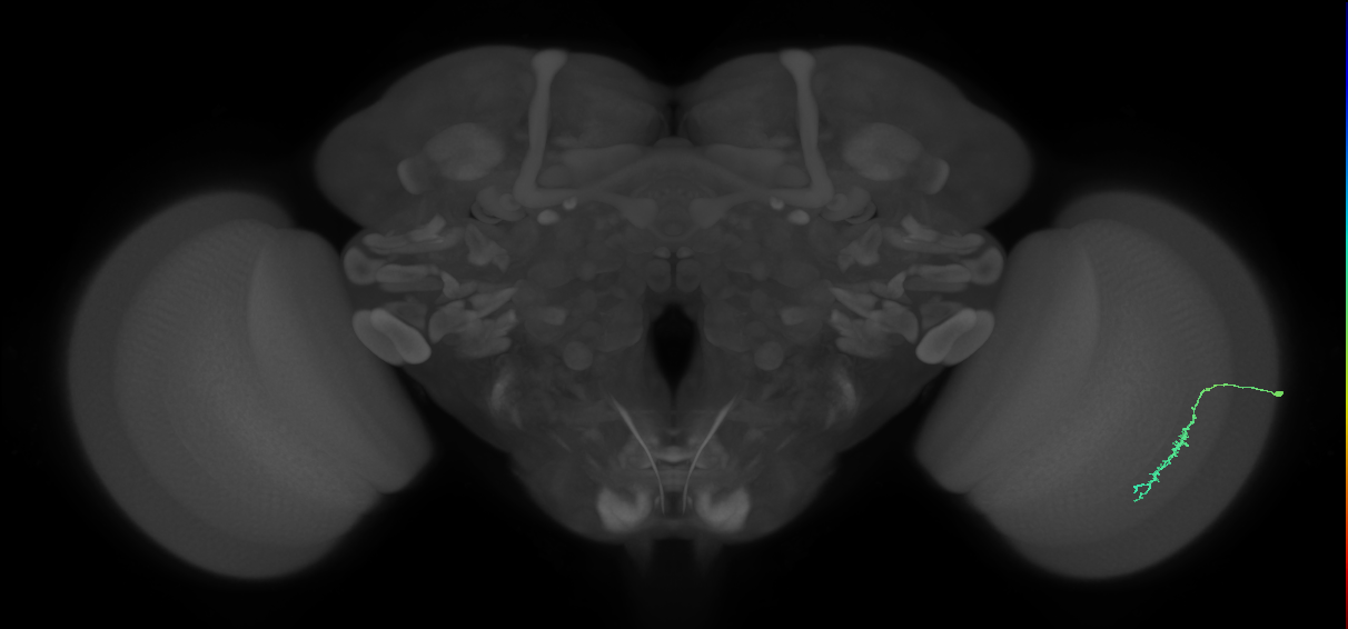 Dm3c_R (MaleCNS:176641)