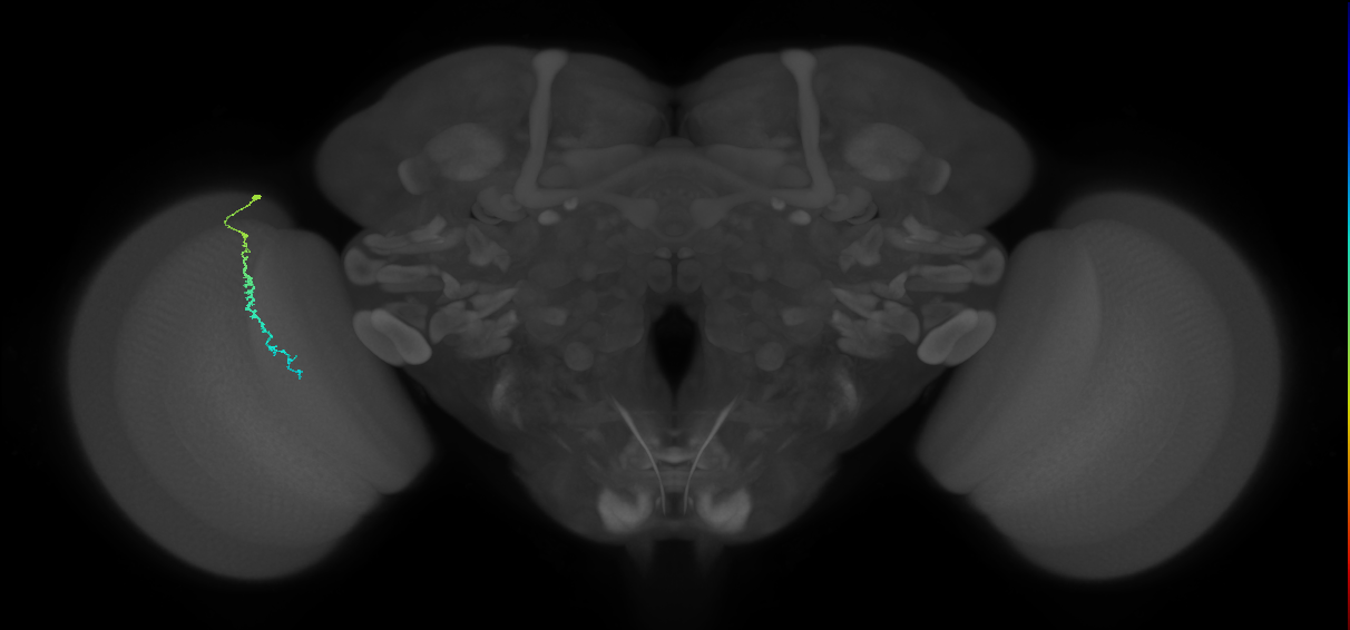 Dm3c_L (MaleCNS:546983)