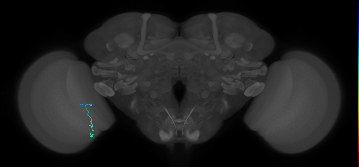 Dm3c_L (MaleCNS:214249)