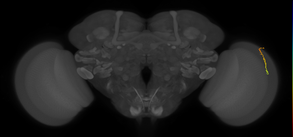 Dm3c_R (MaleCNS:134362)