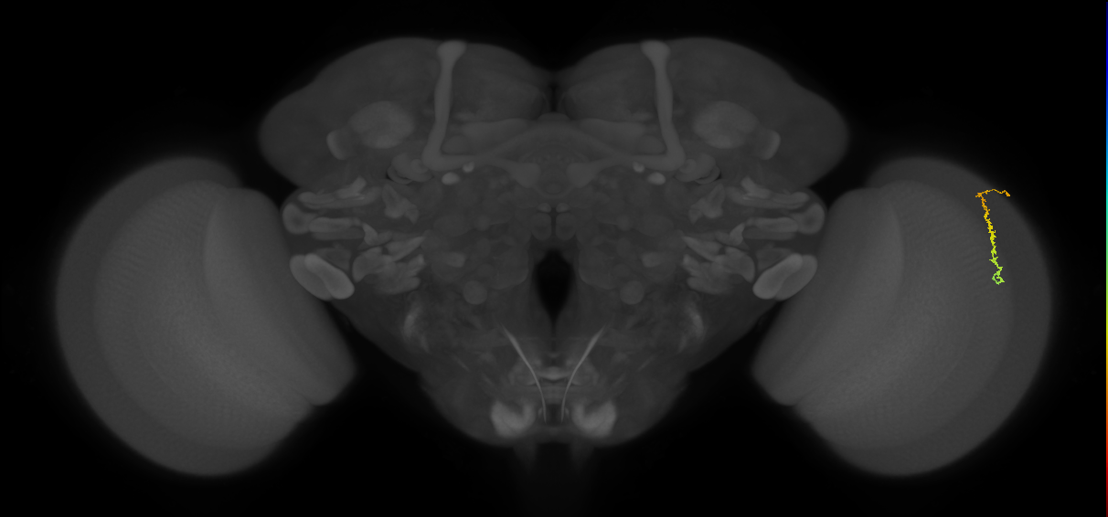 Dm3c_R (MaleCNS:132715)