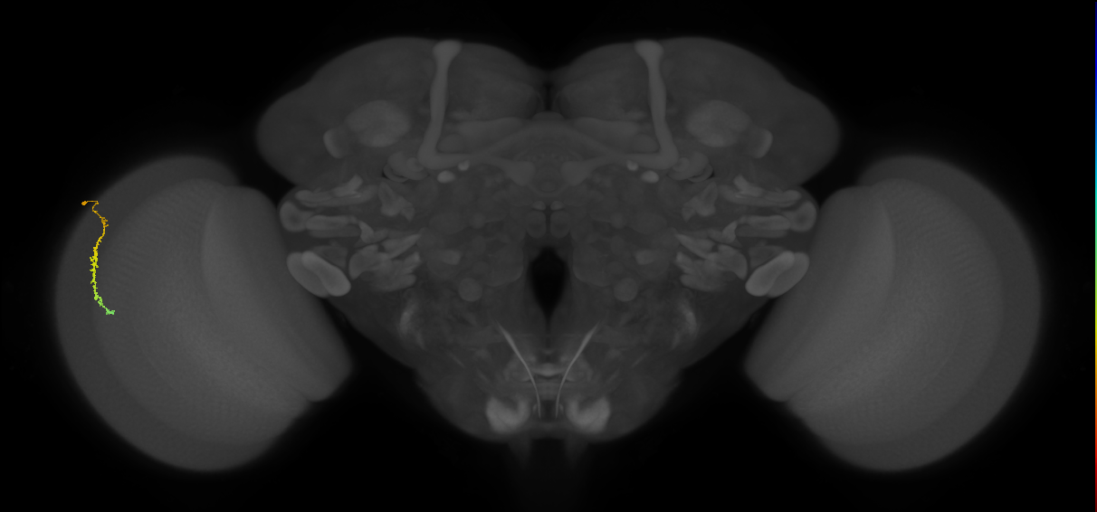 Dm3c_L (MaleCNS:575371)