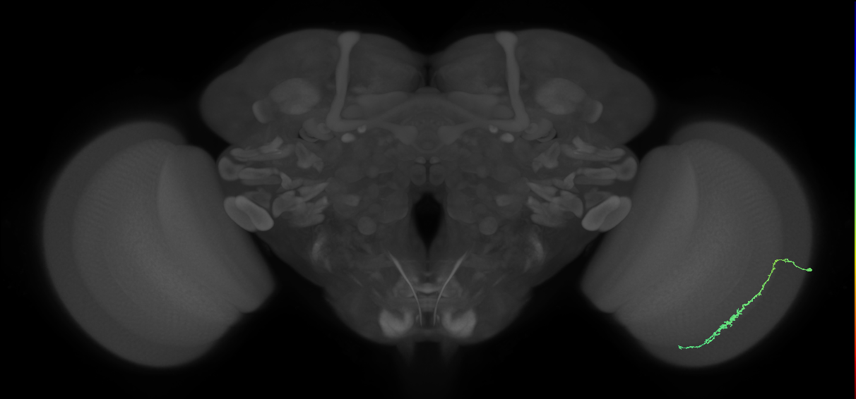 Dm3c_R (MaleCNS:107849)