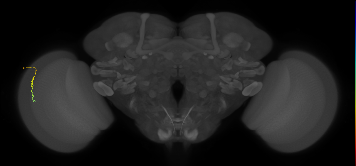 Dm3c_L (MaleCNS:550272)