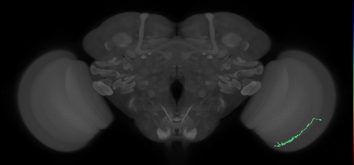 Dm3c_R (MaleCNS:120713)