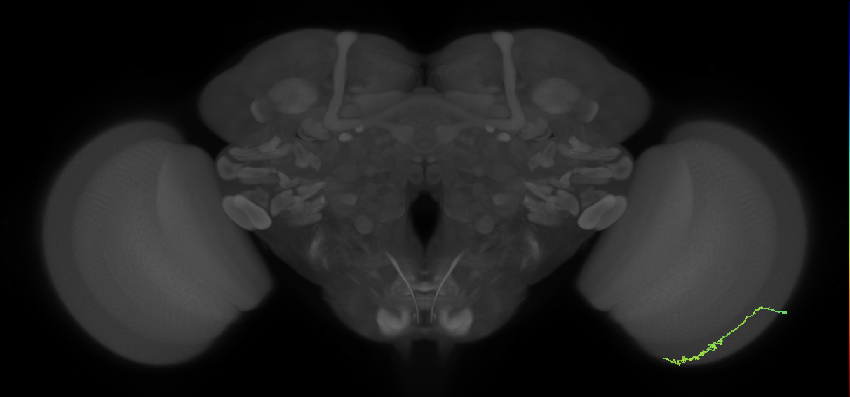 Dm3c_R (MaleCNS:107695)