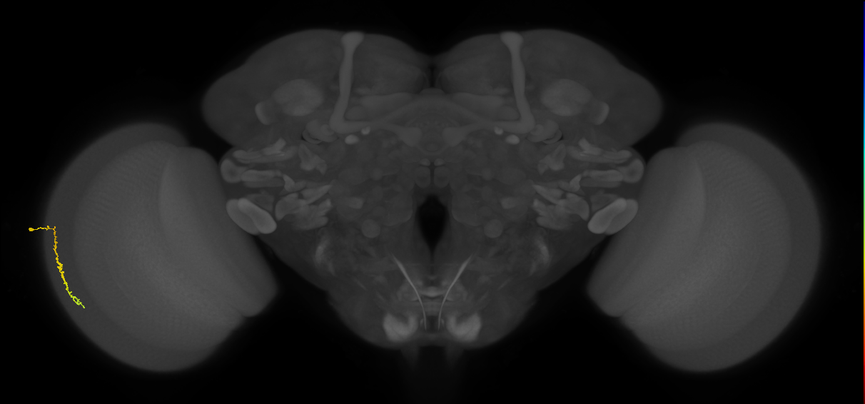 Dm3c_L (MaleCNS:532474)