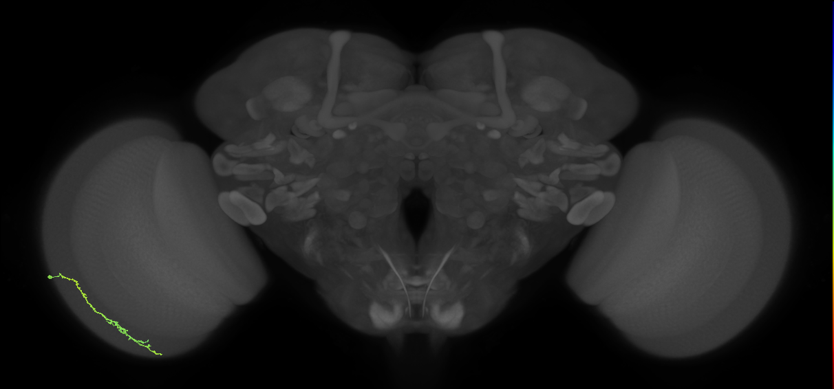 Dm3c_L (MaleCNS:114012)