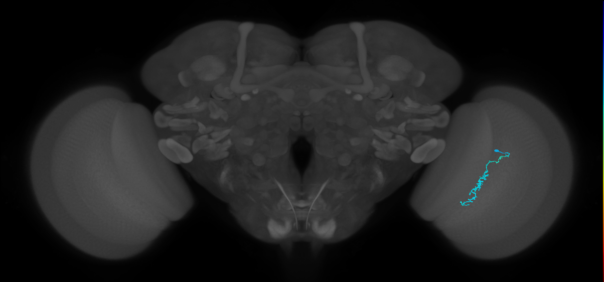 Dm3c_R (MaleCNS:148195)