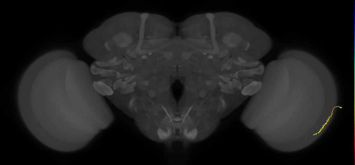 Dm3c_R (MaleCNS:164345)