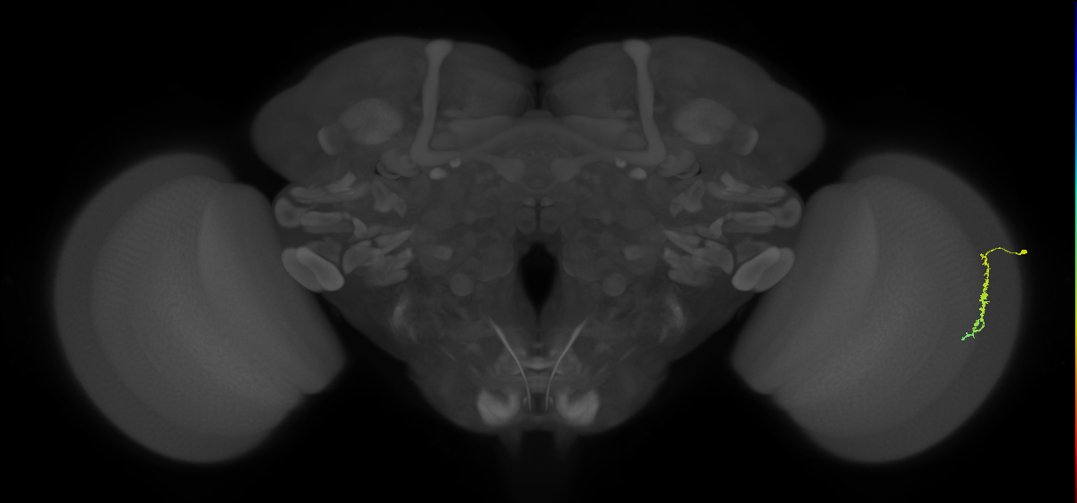 Dm3c_R (MaleCNS:122335)