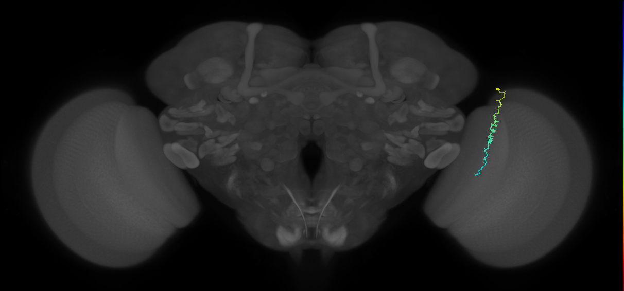Dm3c_R (MaleCNS:155145)