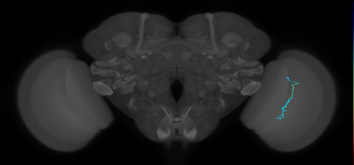 Dm3c_R (MaleCNS:142249)