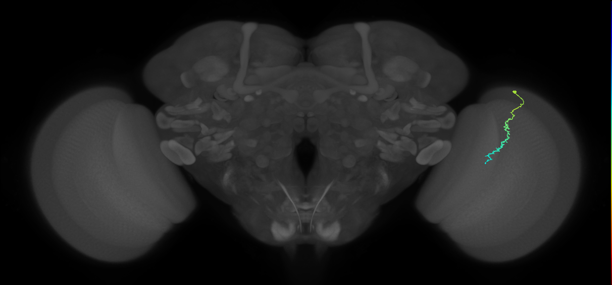 Dm3c_R (MaleCNS:133998)