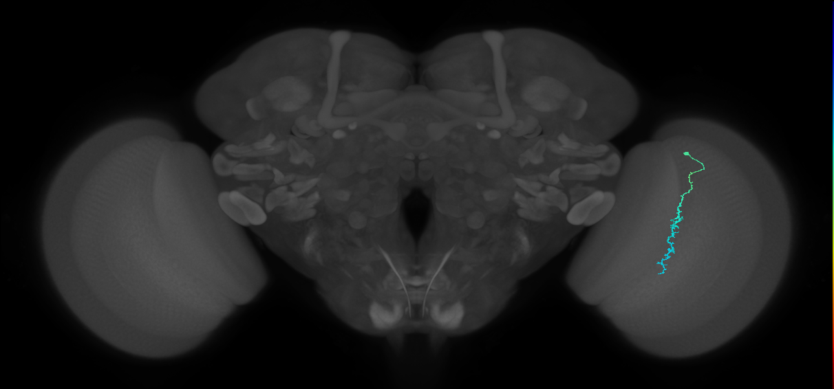 Dm3c_R (MaleCNS:161683)