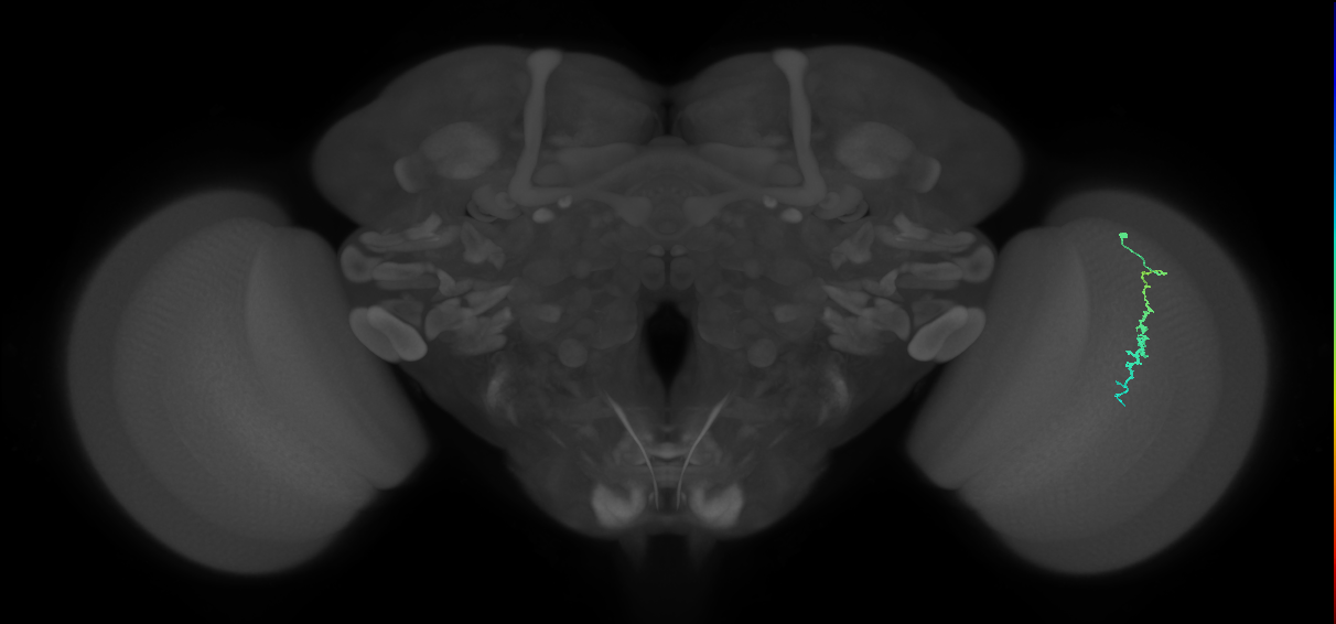 Dm3c_R (MaleCNS:134785)