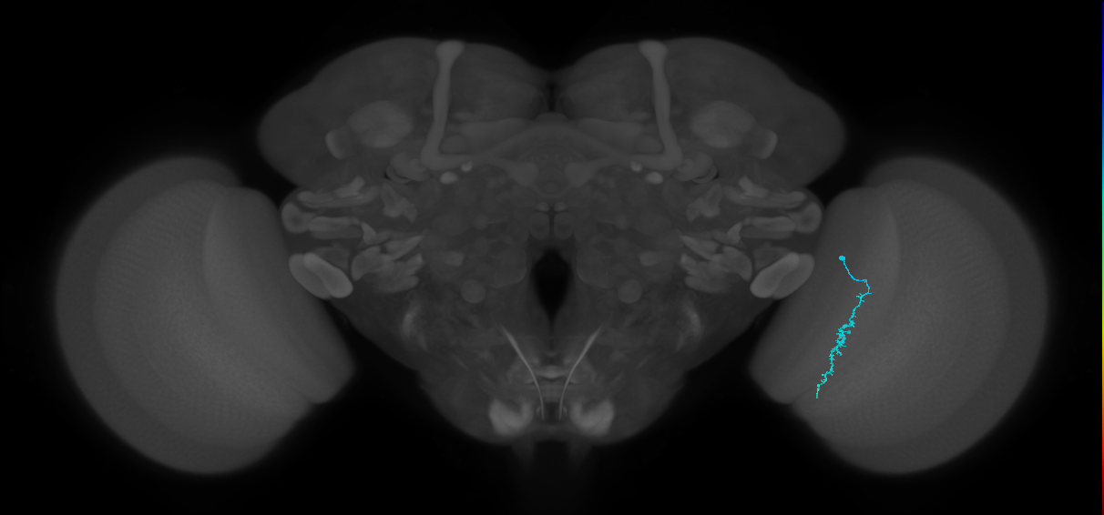 Dm3c_R (MaleCNS:159243)