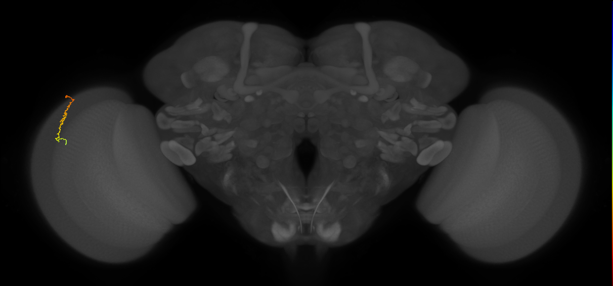 Dm3c_L (MaleCNS:83569)