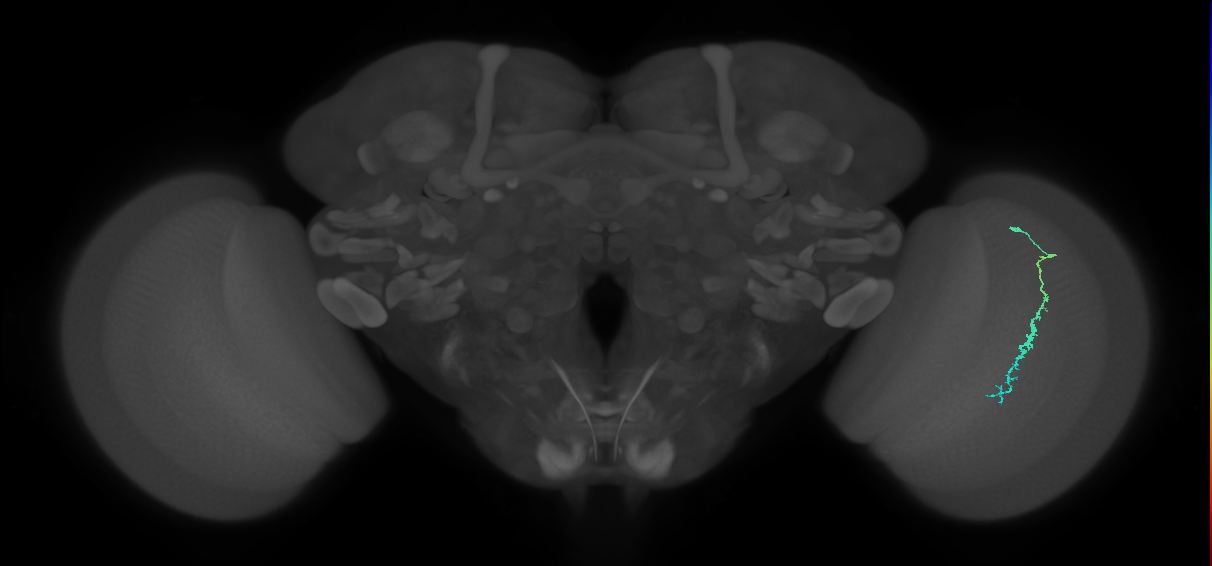 Dm3c_R (MaleCNS:123206)