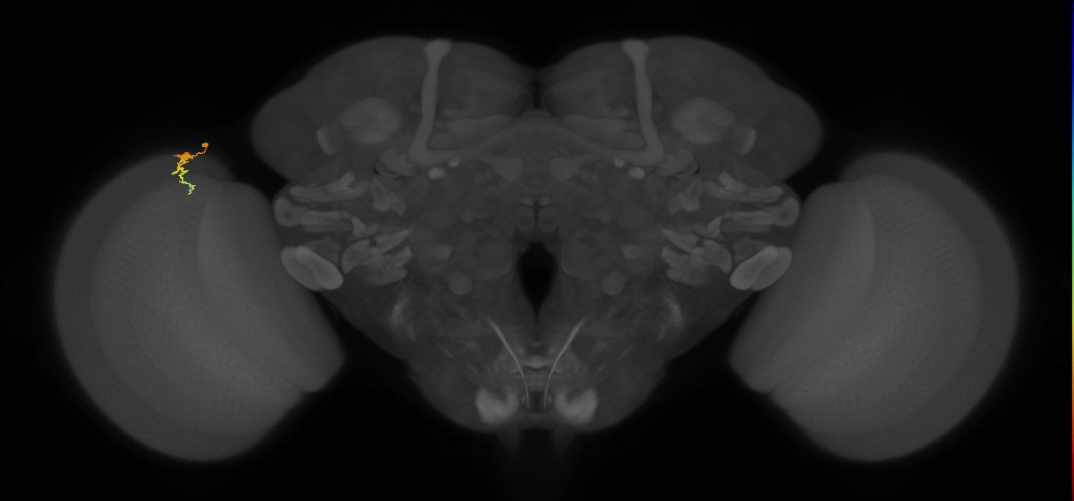Dm3c_L (MaleCNS:143924)