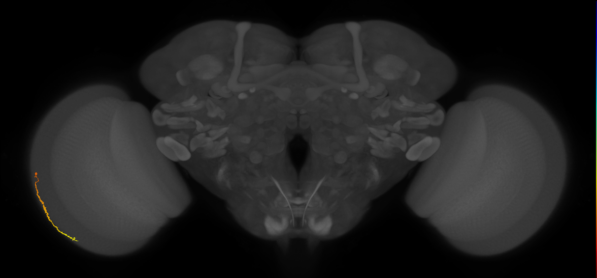 Dm3c_L (MaleCNS:517491)