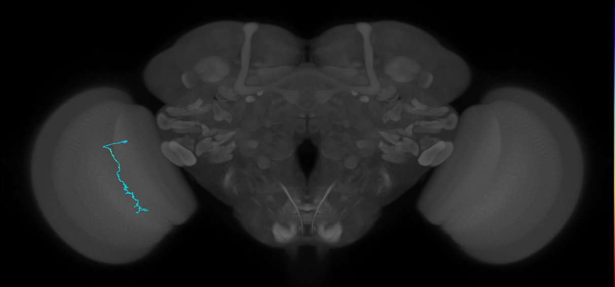 Dm3c_L (MaleCNS:73955)