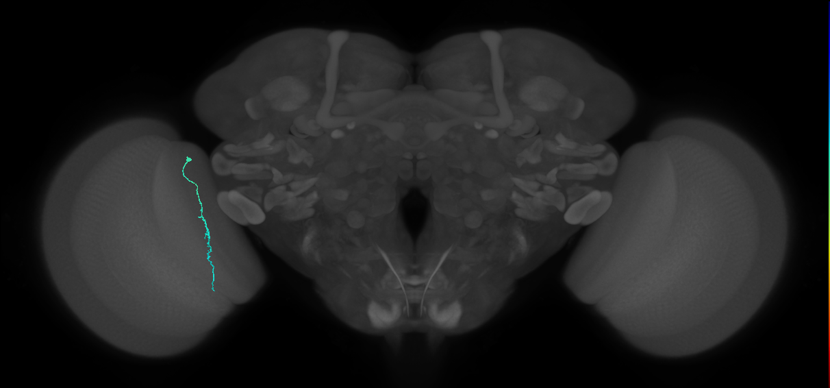 Dm3c_L (MaleCNS:230613)