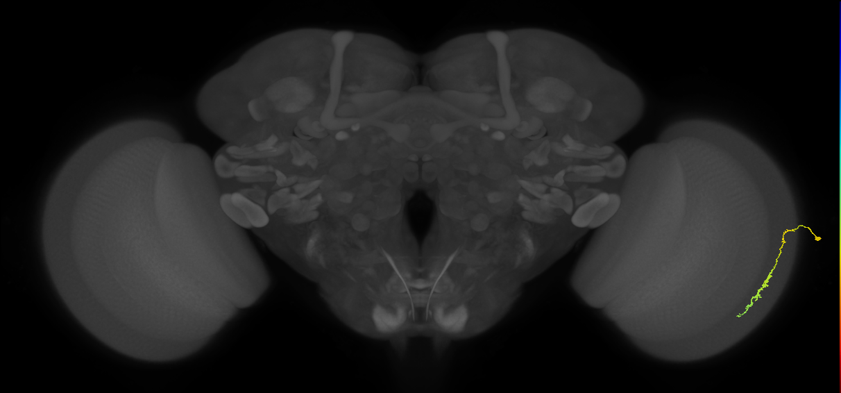 Dm3c_R (MaleCNS:156937)