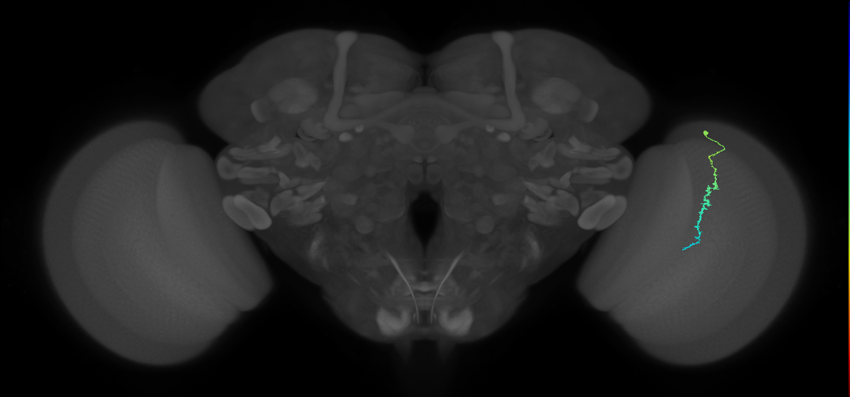 Dm3c_R (MaleCNS:146325)