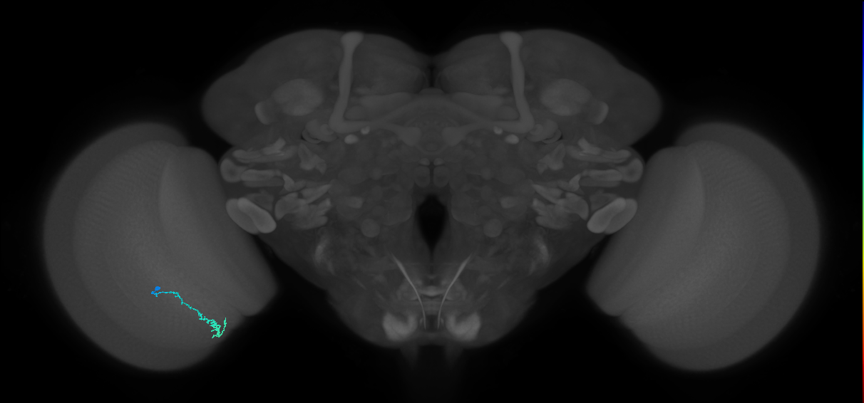 Dm3c_L (MaleCNS:132942)