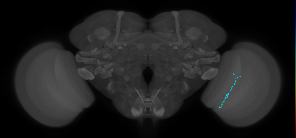 Dm3c_R (MaleCNS:168998)
