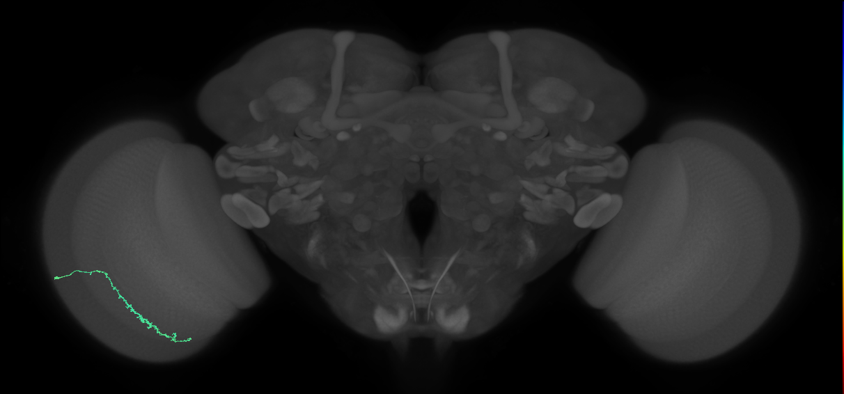 Dm3c_L (MaleCNS:153568)